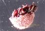  Hypanthium bearing stamens